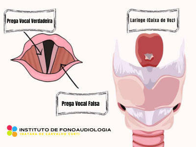 Anatomia pregas vocais